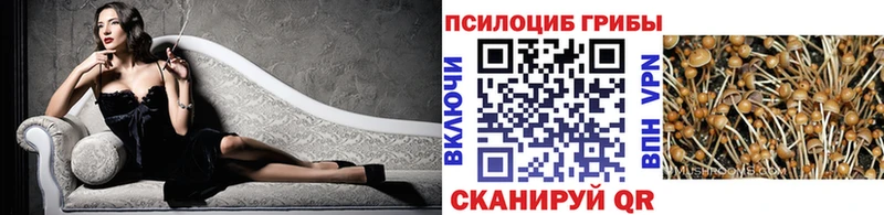 Купить  Павловск  Псилоцибиновые грибы Psilocybe 